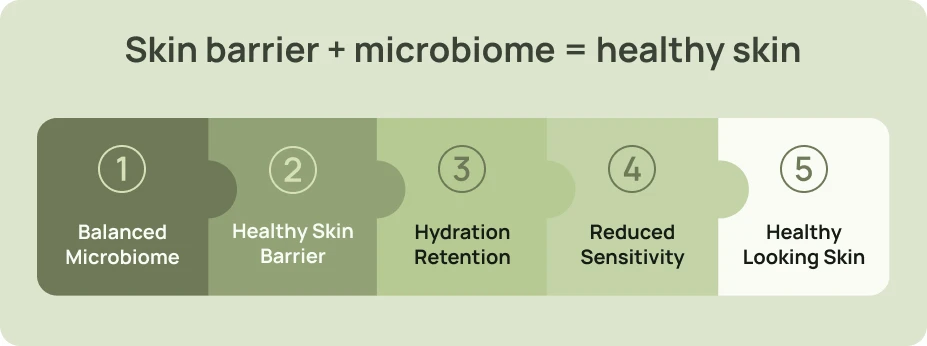 Step-by-step diagram showing how balanced microbiome and skin barrier lead to healthy-looking skin.