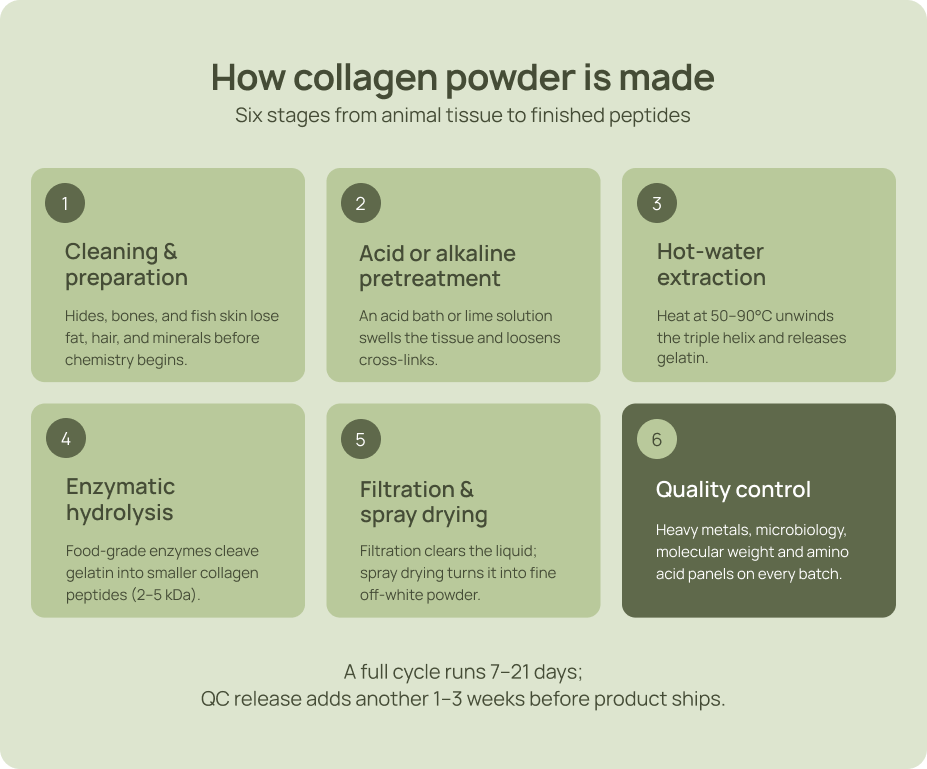 Infographic showing six stages of collagen powder manufacturing from cleaning to quality control