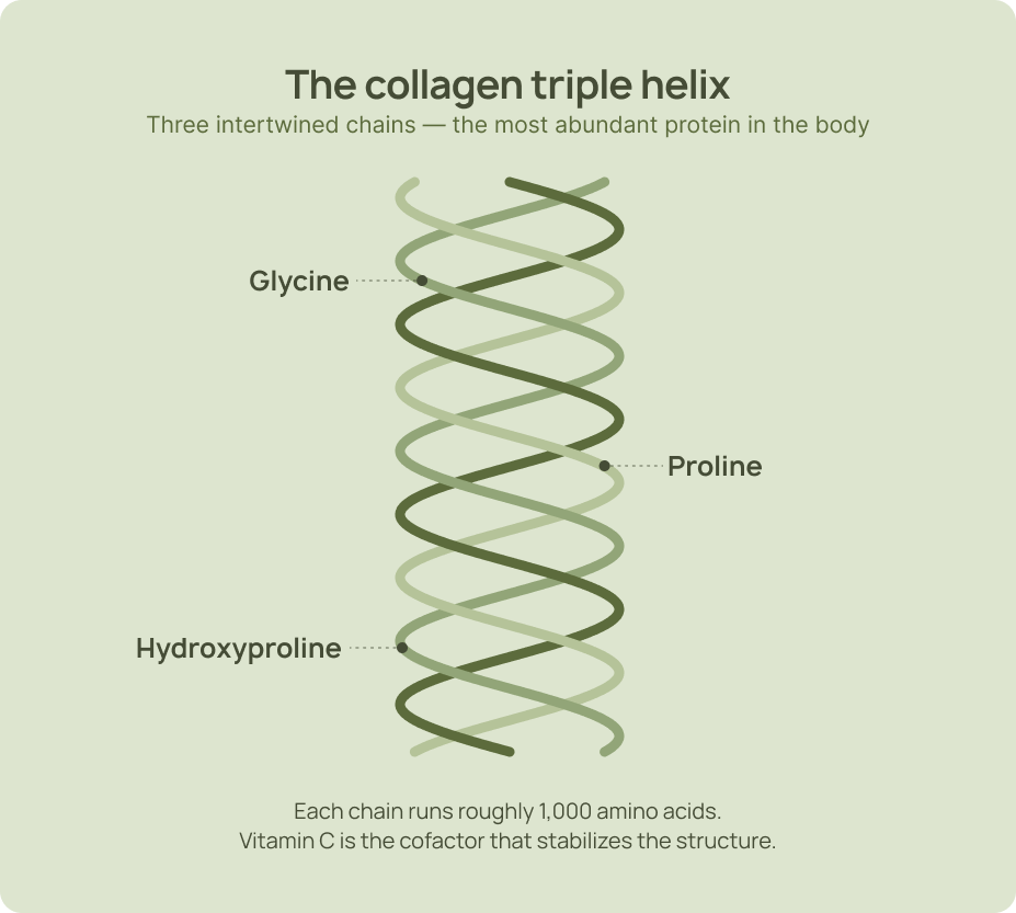 Diagram of the collagen triple helix with glycine, proline, and hydroxyproline