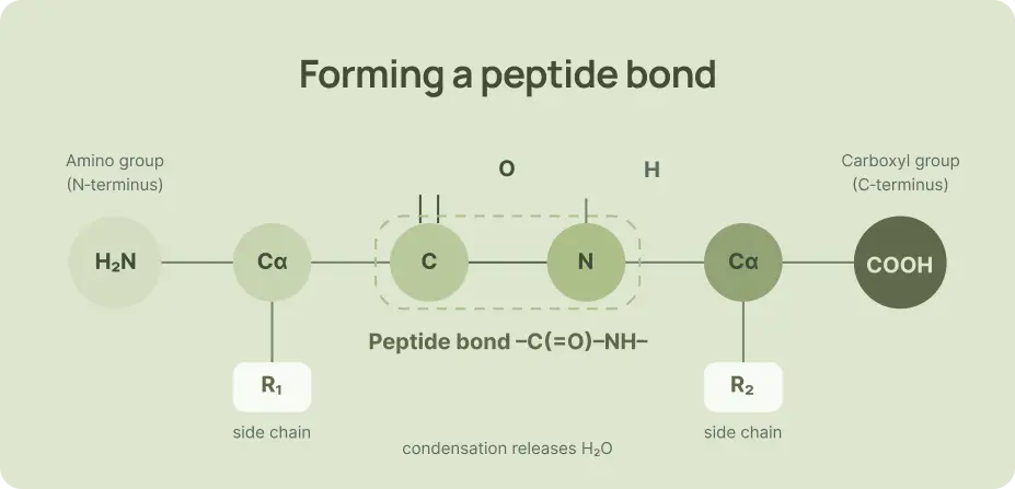 Diagram showing two amino acids condensing into a peptide bond between the carboxyl and amino groups.