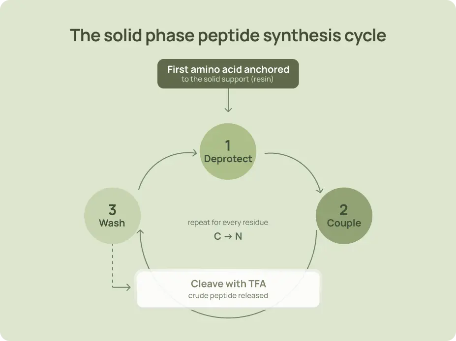 Diagram of the solid phase peptide synthesis cycle: deprotect, couple, wash, then cleave with TFA.