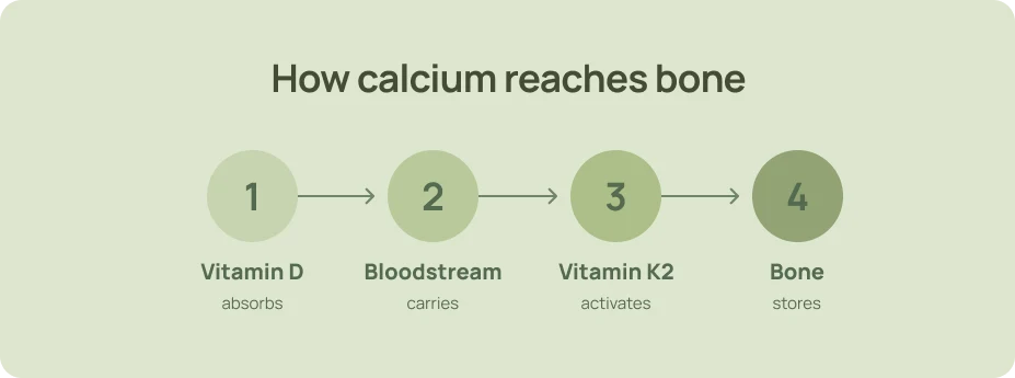 Infographic showing vitamin D absorption, calcium transport in the bloodstream, vitamin K2 activation and bone storage